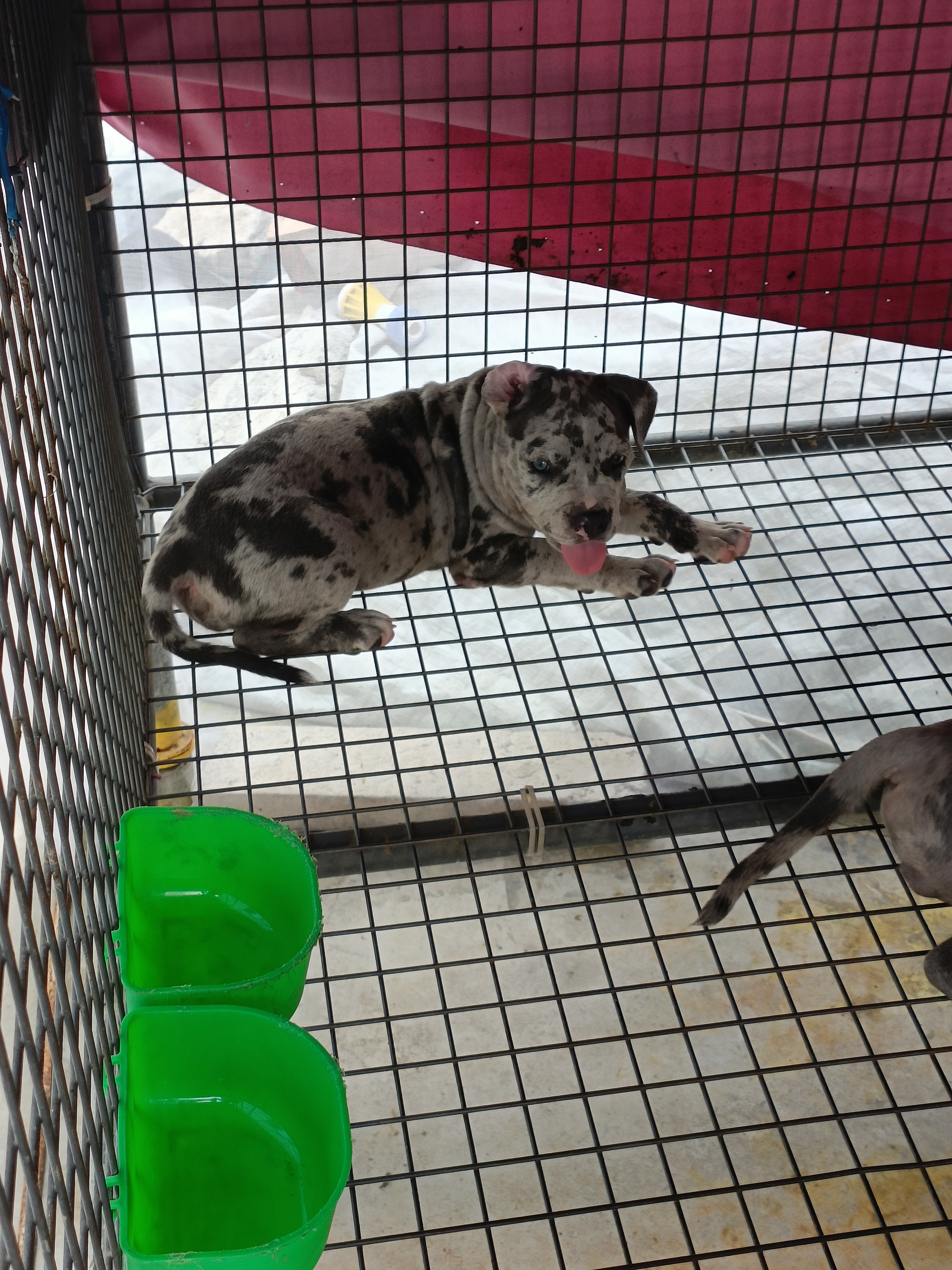 恶霸犬  陨石色大体  公母都有…